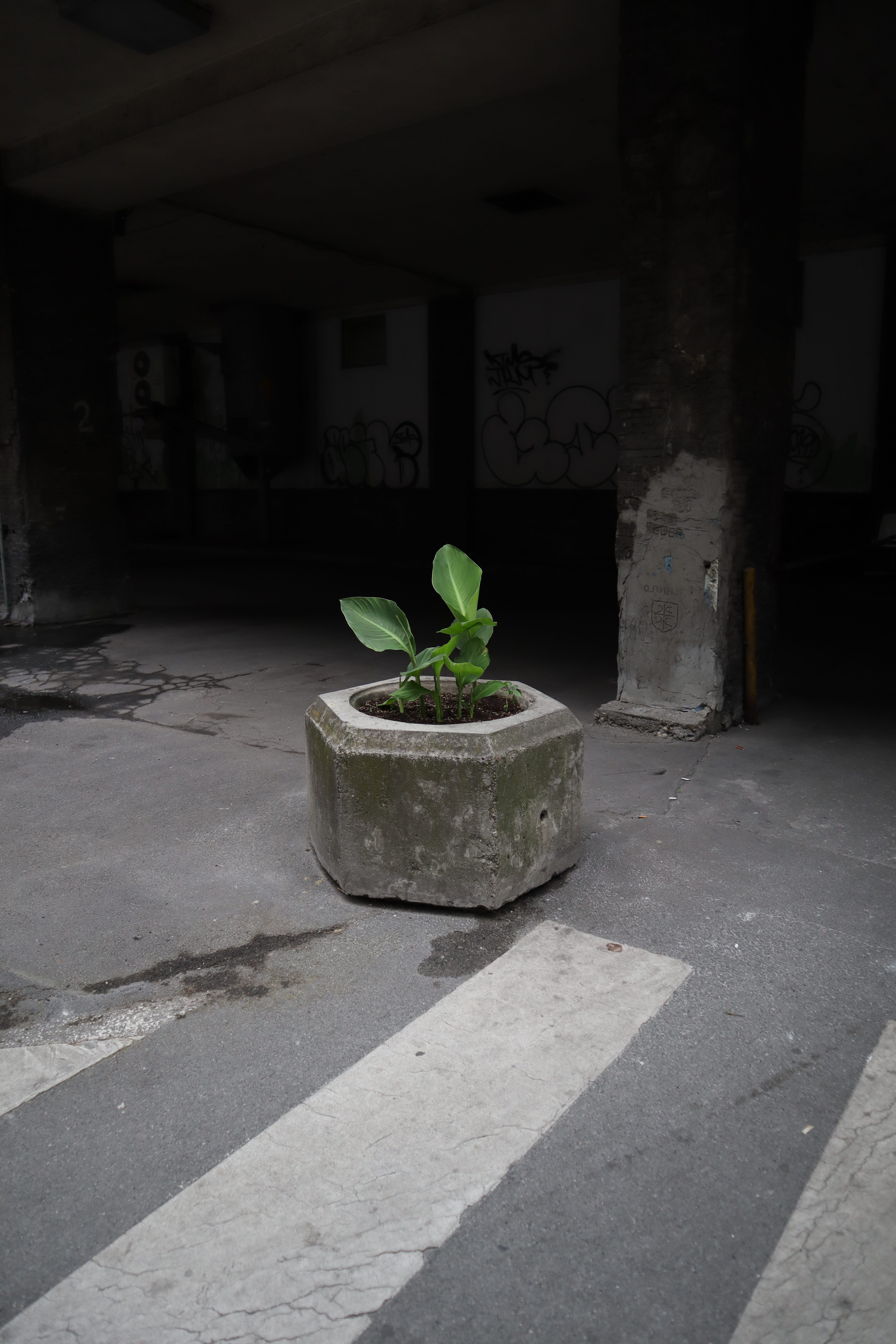 The Radical Aesthete